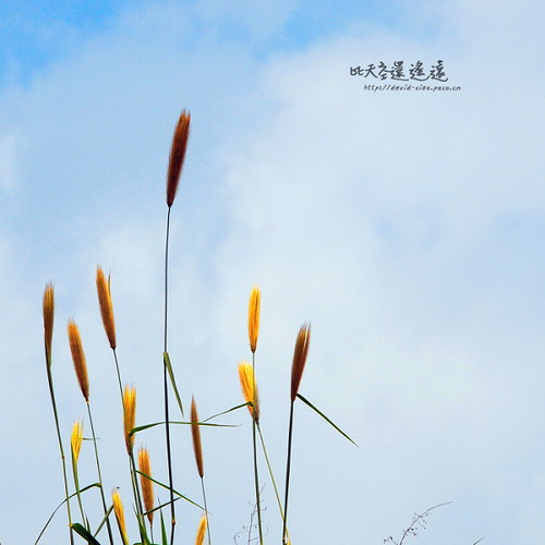 单车少年-高中作文-小荷作文网