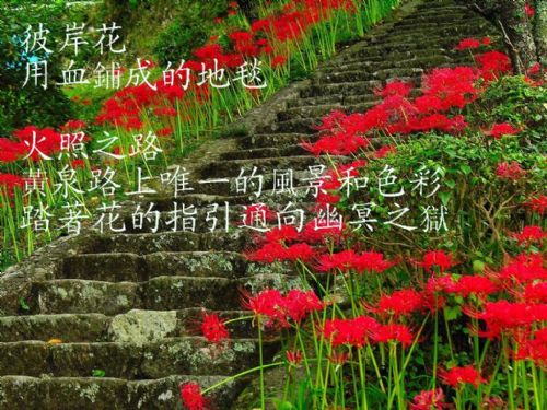 彼岸花-图片素材-论坛-小荷作文网