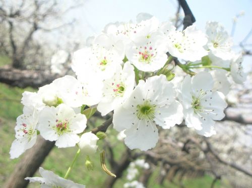 作文:一树一树梨花开『贺』-初中作文-小荷作文网